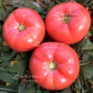 Панамера F1 - індетермінантні насіння томата, 1000 насіння, Clause (Франція) фото №1, цiна
