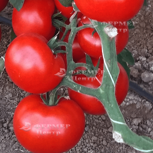  Чимган F1 - томат индетерминантный, 250 семян, Clause Франция фото №2, цена