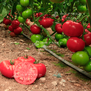  Чимган F1 - томат индетерминантный, 250 семян, Clause Франция фото №3, цена