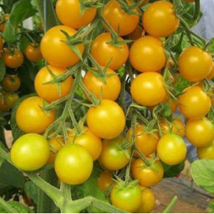 Голдвін F1 - томат черрі індетермінантний, 250 насінин, Clause Франція фото, цiна