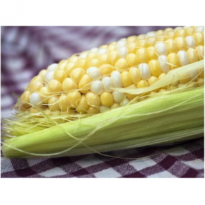 Камберленд F1 - кукуруза сахарная, Clause Франция фото, цена