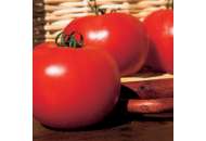 Картье F1 - томат индетерминантный, Clause Франция фото, цена