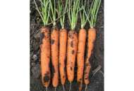 Майор F1 - морковь, 100 000 семян, Clause Франция фото, цена