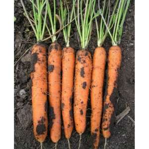 Майор F1 - морковь, 25 000 семян, Clause Франция фото, цена