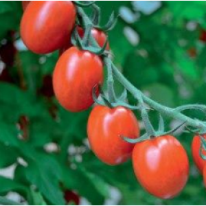Тути-Фрути F1 / Tutti-frutti F1- томат черри индетерминантный, 250 семян, Clause Франция фото №1, цена
