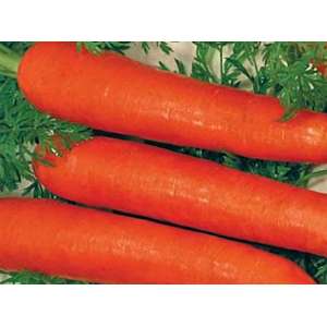 Червона без серцевини - морква, 10 гр., Цезар фото, цiна