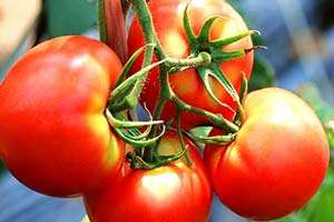Семена томатов цезарь мокрые семена