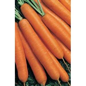 Коралл - морковь, 10 гр., Цезарь фото, цена