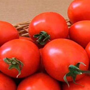 Апгрейд F1 - томат детерминантный, Esasem Италия фото, цена