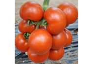 Чероки F1 - томат индетерминантный, Esasem Италия фото, цена
