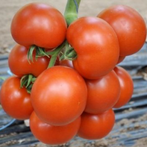 Чероки F1 - томат индетерминантный, Esasem Италия фото, цена