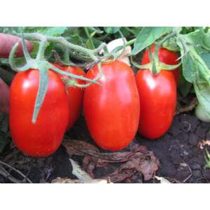 Глэдис F1 - томат детерминантный, 25 000 семян, Esasem Италия фото, цена