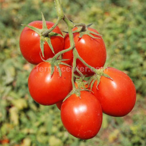 Керо F1 - томат детерминантный, Esasem Италия фото, цена