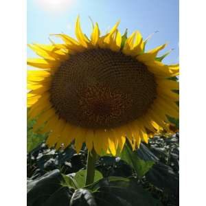 ЄС Аміс - соняшник, 150 000 насінин, EURALIS Франція фото, цiна