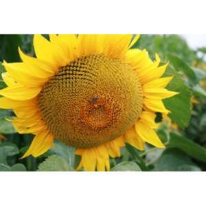 ЄС Флоріміс - соняшник, 150 000 насінин, EURALIS Франція фото, цiна