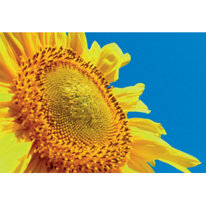 ЄС Новаміс СЛ - соняшник, 150 000 насіння, EURALIS (Евралис), Франція фото, цiна