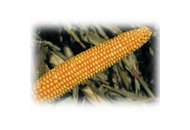 ЄС Палаццо - кукурудза, 80 000 насінин, EURALIS Франція фото, цiна