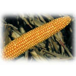 ЄС Палаццо - кукурудза, 80 000 насінин, EURALIS Франція фото, цiна