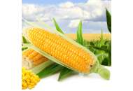 ЄС Метод - кукурудза, 80 000 насіння, EURALIS Францію фото, цiна