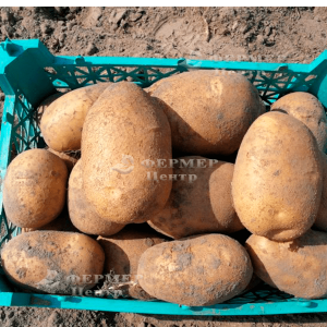 Банба - ранний картофель 1 репродукции, 5 кг  ( Гермес) фото №1, цена
