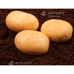Банба - ранний картофель 1 репродукции, 5 кг  ( Гермес) фото, цена