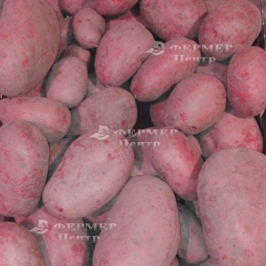 Крістіна - рання картопля 1 репродукції, 5 кг (Гермес) фото №4, цiна
