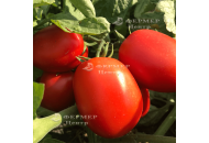 Галілея F1 - томат детермінантний, 5000 насінин, Nickerson Zwaan  фото, цiна