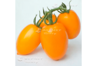 KS 1430 F1 - томат индетерминантный, Kitano (Япония) фото, цена