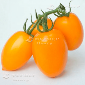 KS 1430 F1 - томат индетерминантный, Kitano (Япония) фото, цена