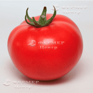 КС 21 F1 - томат индетерминантный, KITANO фото, цена