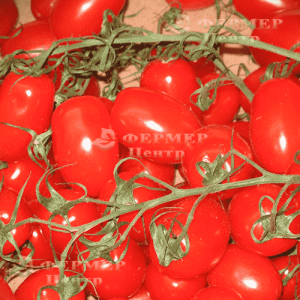 КС 910 F1 -  черри томат детерминантный, Kitano / Япония фото, цена