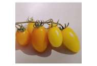 КС 3670 F1 - детерминантный томат, желтый, Kitano (Китано), Япония фото, цена