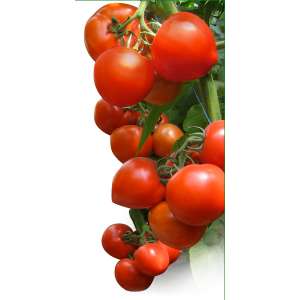 Хитомакс F1 - томат индетерминантный, KITANO фото, цена