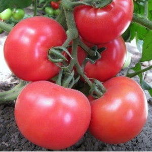 Китару (КС 14) F1 - томат индетерминантный, KITANO фото №1, цена
