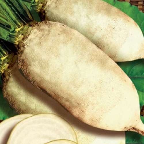 Купить Семена свеклы белой Albino