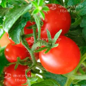 2280 F1 - томат детерминантный, 10 000 семян, Lark Seeds (Ларк Сидс), США фото, цена