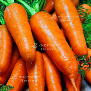 Ред Коред - морква, тип Шантане, 0.5 кг, (Lark Seeds) фото №2, цiна