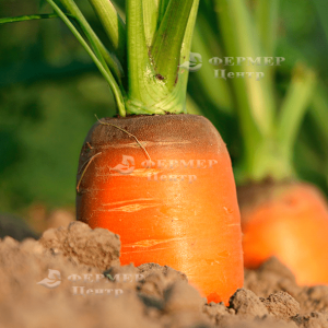 Ред Коред - морковь, тип Шантане, 0.5 кг, (Lark Seeds) фото №3, цена