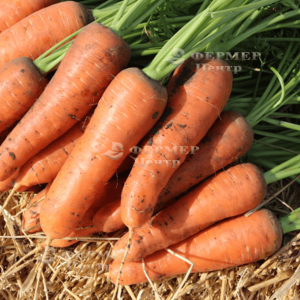 Ред Коред - морква, тип Шантане, 0.5 кг, (Lark Seeds) фото №1, цiна