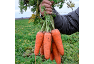Ред Коред - морква, тип Шантане, 0.5 кг, (Lark Seeds) фото, цiна