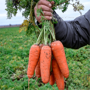 Ред Коред - морква, тип Шантане, 0.5 кг, (Lark Seeds) фото, цiна