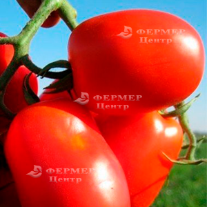 3402 F1 - томат детерминантный (Lark Seeds) фото, цена