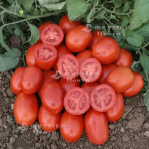 8504 F1 - томат детермінантний, (Lark Seeds) фото, цiна