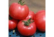 Грифон F1 - томат индетерминантный, 500 семян, Nunhems (Нунемс) Голландия фото, цена