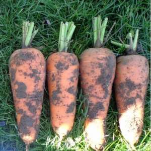 ВАС - 75 F1 - морковь, 100 000 семян, Nickerson Zwaan  фото, цена