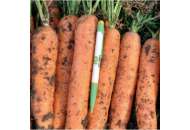 Фидра F1 - морковь (1,8-2,0), Рийк Цваан фото, цена