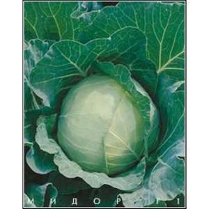 Мидор F1 - капуста белокочанная, 2500 семян, Moravo Seed - Фасовка  фото, цена