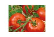 Гарді F1 - томат індентермінантний, 500 насінин, Moravo Seed, Чехія фото, цiна