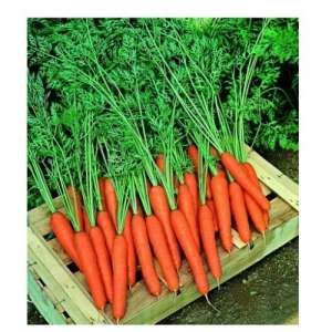 Престо F1 - морковь, Nickerson Zwaan фото, цена