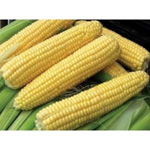 Свитстар F1 - кукуруза сахарная, 100 семян Syngenta - Фасовка  фото, цена